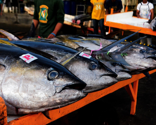 adult yellowfin tuna ready for grading and shipment to international markets featured image