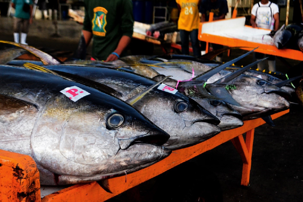 adult yellowfin tuna ready for grading and shipment to international markets