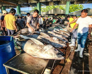 freshly caught tuna on display featured image