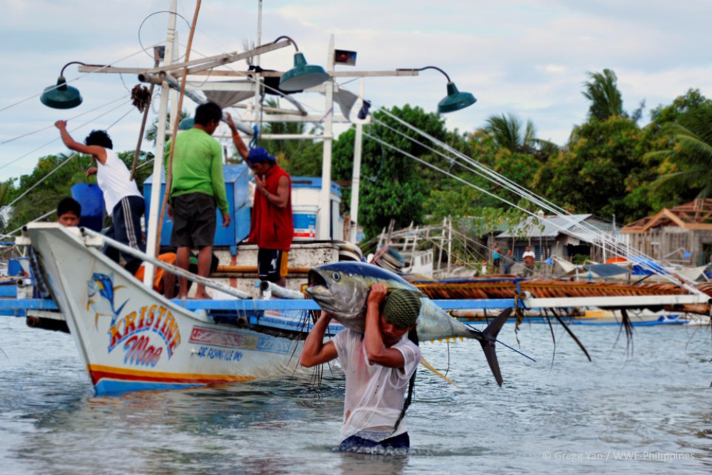 a fisherman hauls a tuna off a boat off the coast of riental mindoro