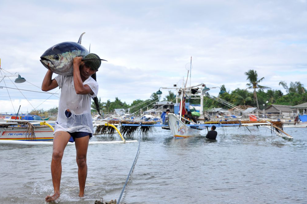 a fisherman hauls his catch ashore