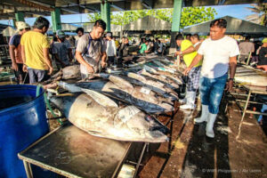 freshly caught tuna on display. Unregulated fishing activities have led to the decline of fisheries all across the philippines