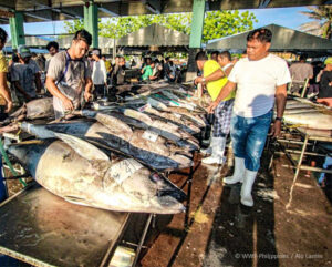 reshly caught tuna on display unregulated fishing activities have led to the decline of fisheries all across the philippines featured image