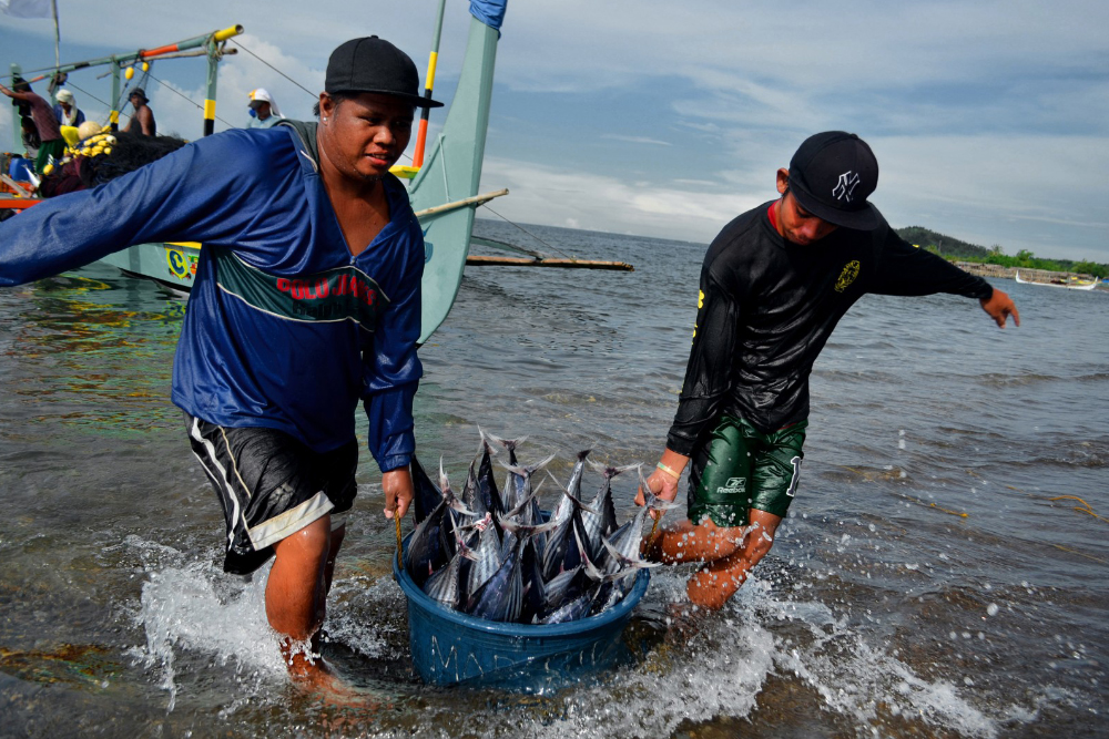 fishermen bring in a haul of skipjack tuna