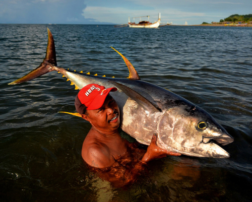 bankulis or yellowfin tuna are the most highly-prized fish in bicol's lagonoy gulf feature image