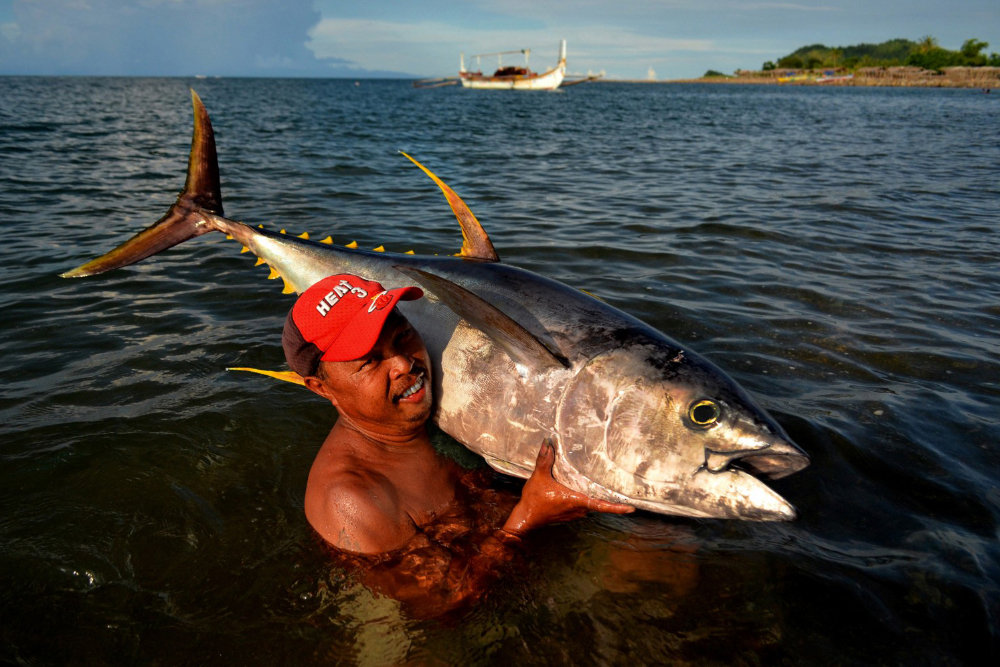 bankulis or yellowfin tuna are the most highly-prized fish in bicol's lagonoy gulf